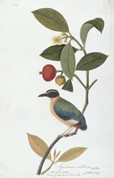 Garcinia celebica, Mangies ootan, Bourong Mentooah Plandoka, from Drawings of Birds from Malacca, c.1805-18